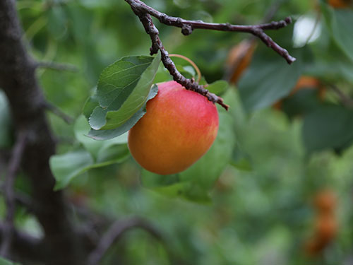 cropped_images_042214
