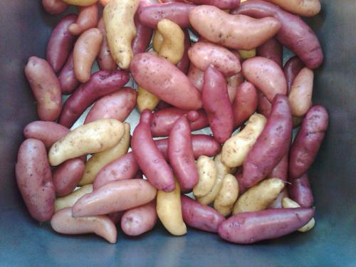 Colorado Potato Administrative Committee Promotes Spring Campaign - IMAGES