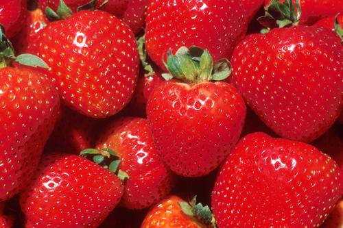 Florida Rains Cause Strawberry Damage - IMAGES