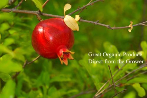 Homegrown organics images
