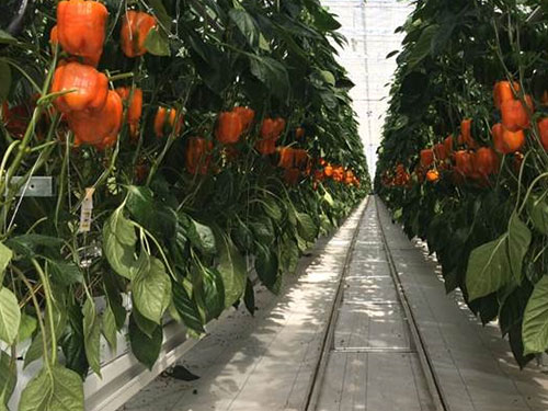 cropped_Image_040114