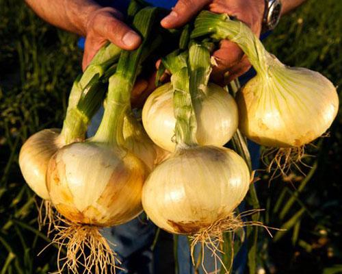 Shuman Produce  - IMAGES