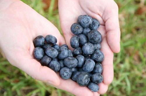 Wish Farms Partners with General Mills for New Marketing Campaign - IMAGES