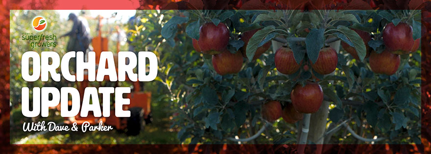 Domex Superfresh Growers' Dave Gleason, Parker Sherrell, and Mike Preacher Talk Autumn Glory® Apple Season