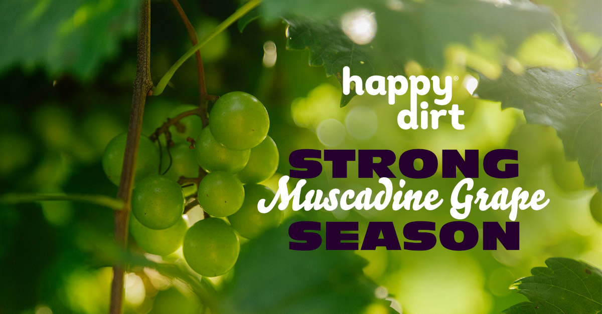 Happy Dirt Digs Into a Strong Muscadine Grape Season; Hannah Taylor and Taylor Meadows Share