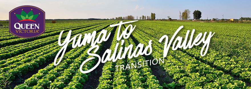 Dan Canales of Ippolito Discusses Yuma to Salinas Valley Transition