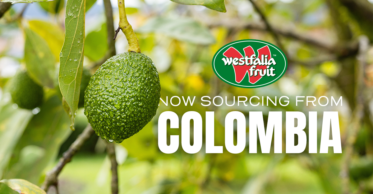 Westfalia Fruit Connects Colombia’s Diverse Avocado Growing Regions to the U.S. Market; Tommy Padilla Shares