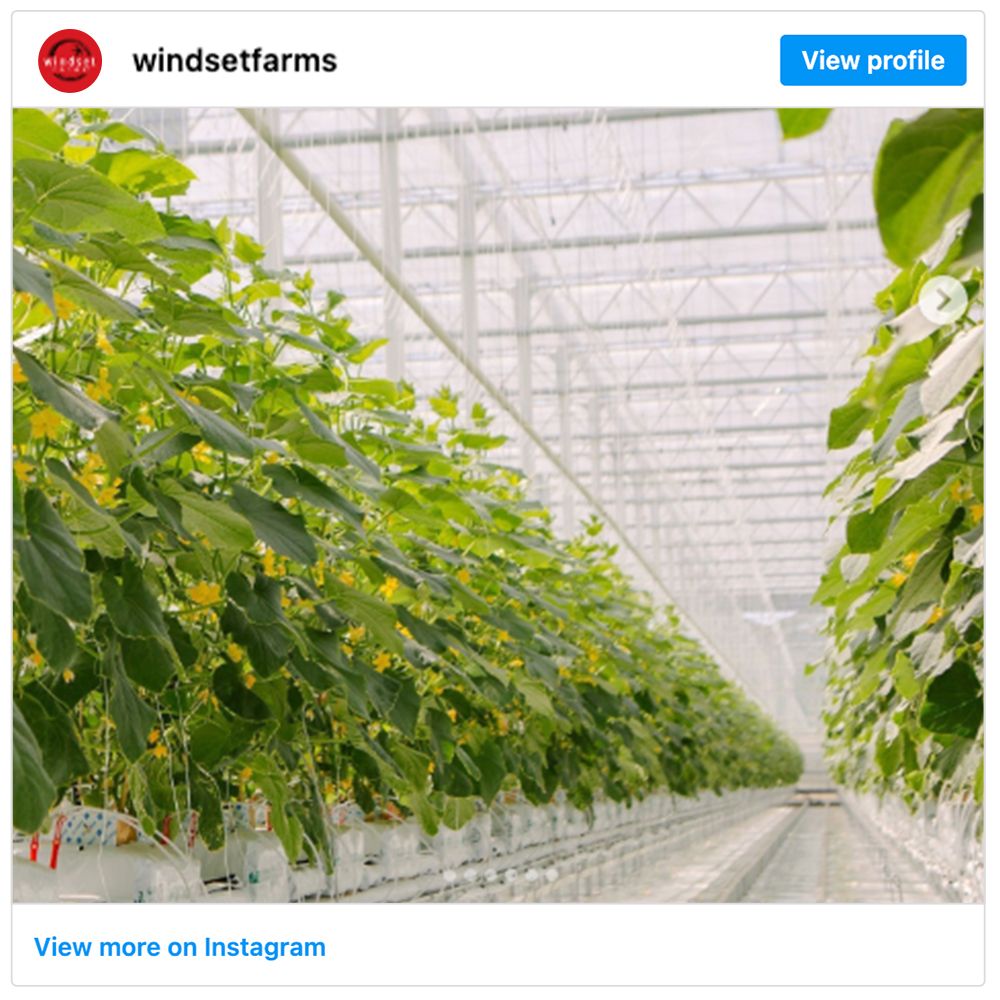 Get social with Windset Farms | January 13, 2025 5:00 AM