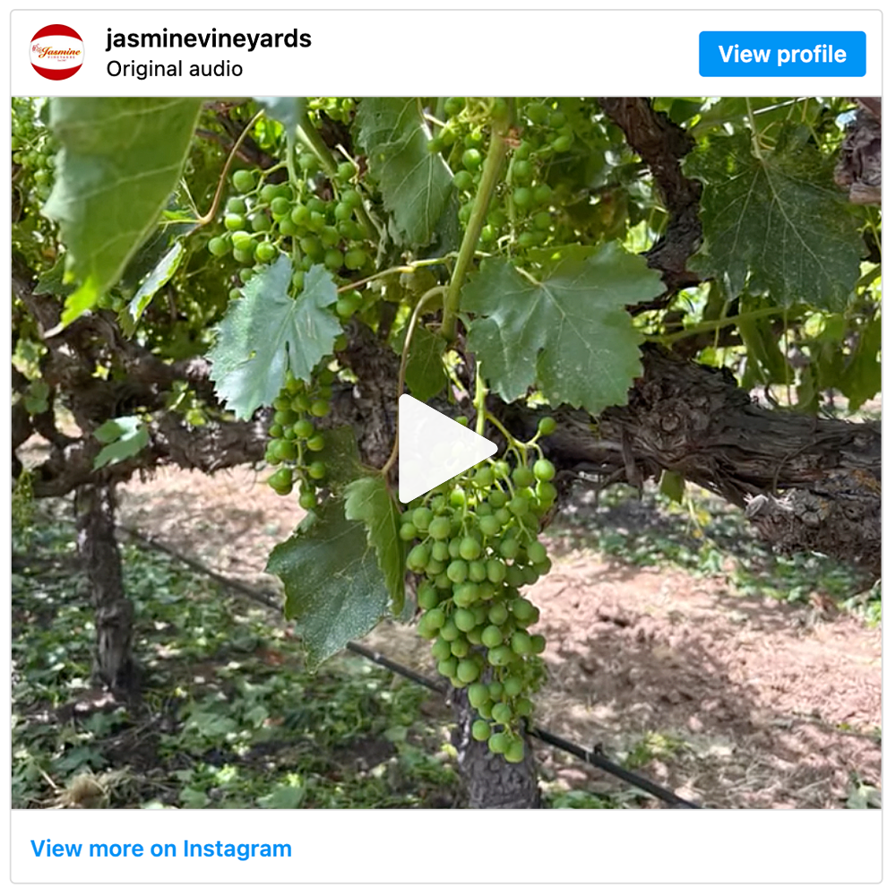 Get social with Jasmine Vineyards | June 12, 2025 5:00 AM