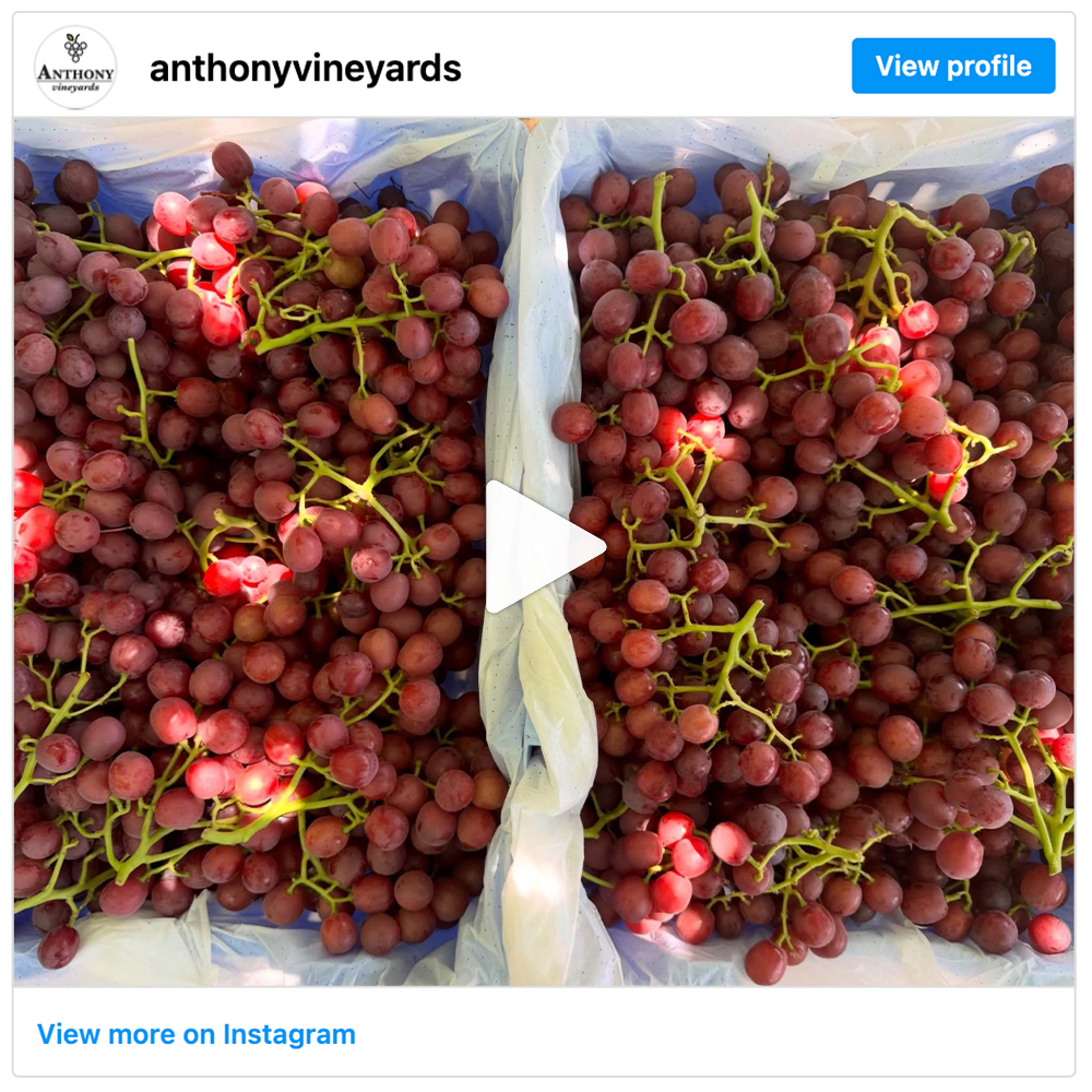 Get social with Anthony Vineyards | July 29, 2025 10:30 AM