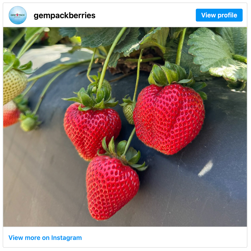Get social with GEM Pack | September 11, 2025 10:30 AM
