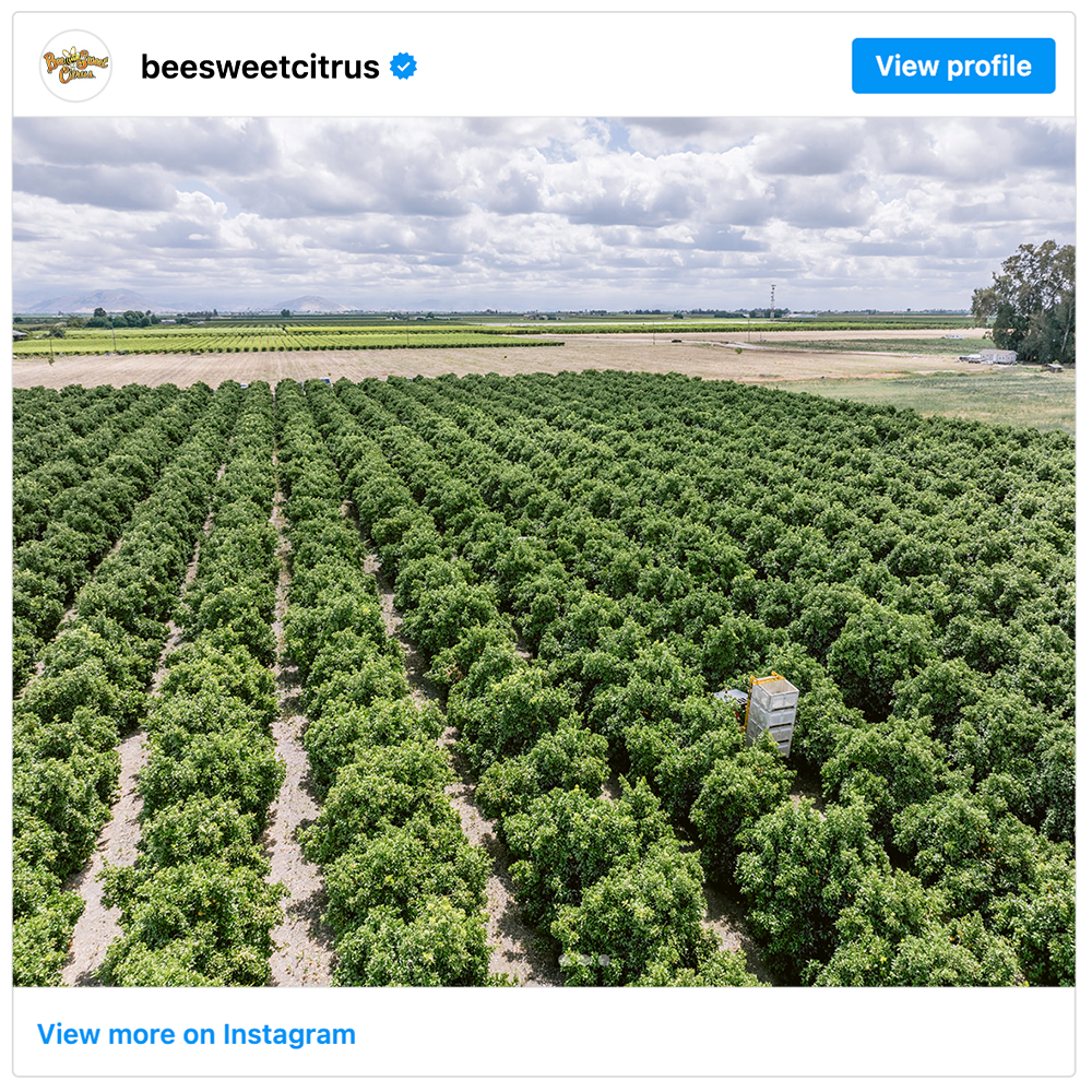 Get social with  Bee Sweet Citrus | August 12, 2025 10:30 AM