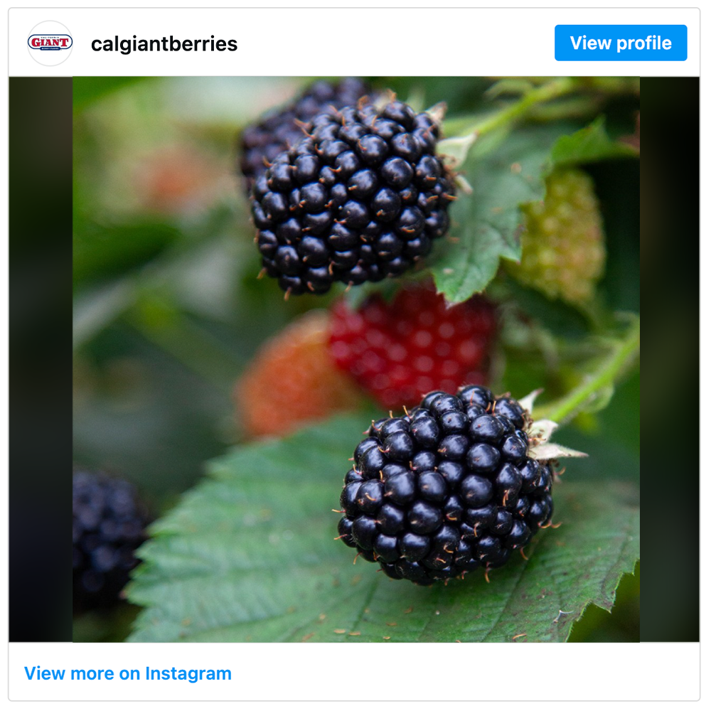 Get social with  California Giant Berry Farms (CalGiant) | September 10, 2026 10:30 AM