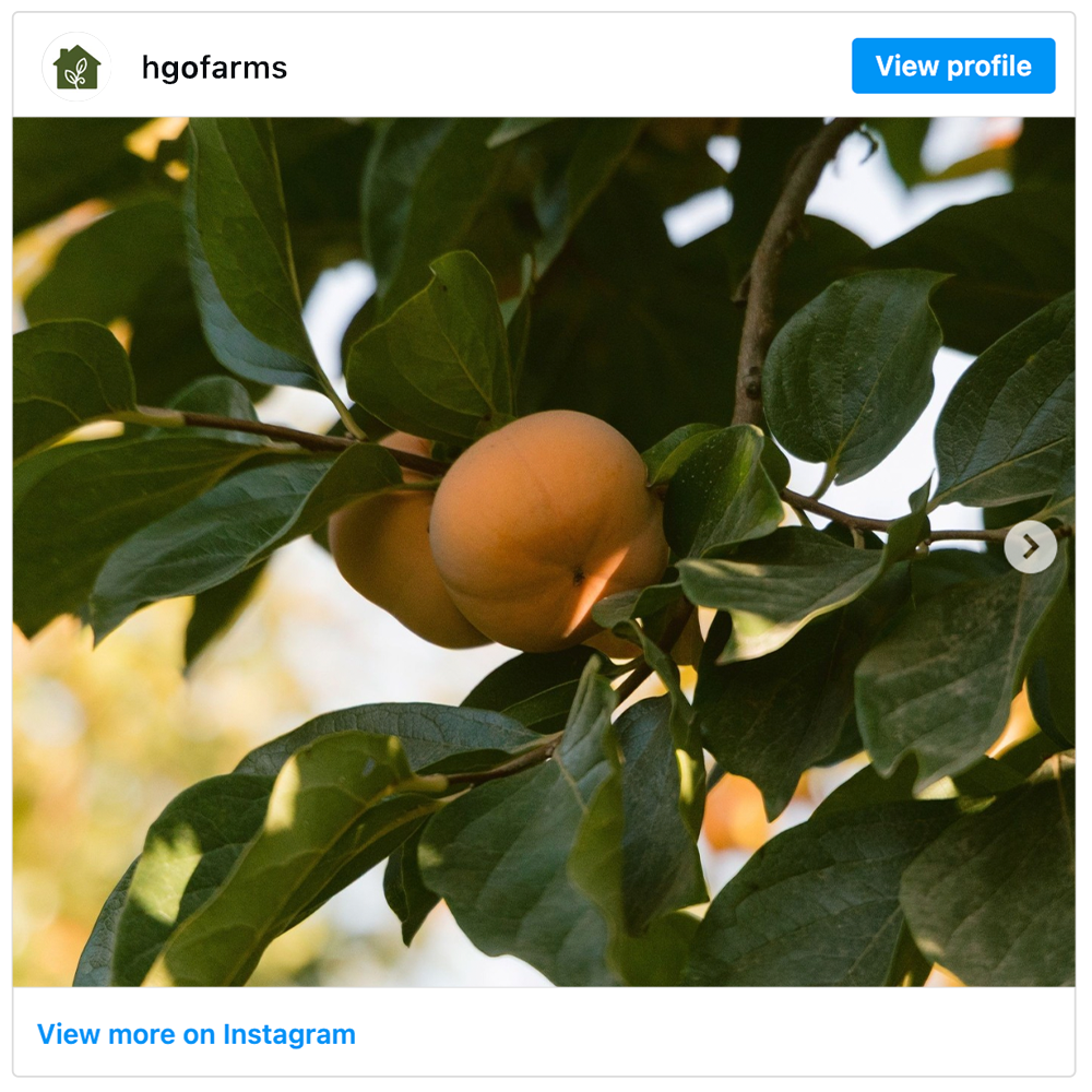 Get social with  Homegrown Organic Farms | October 16, 2026 5:00 AM