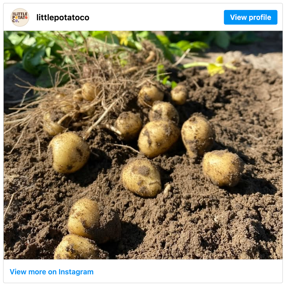 Get social with The Little Potato Company | September 23, 2025 5:00 AM