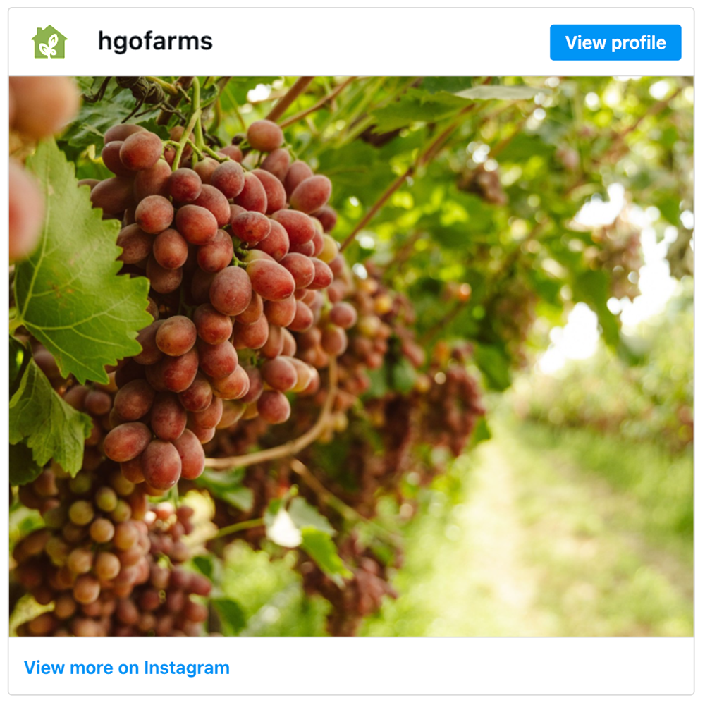 Get social with Homegrown Organic Farms | October 23, 2026 5:00 AM