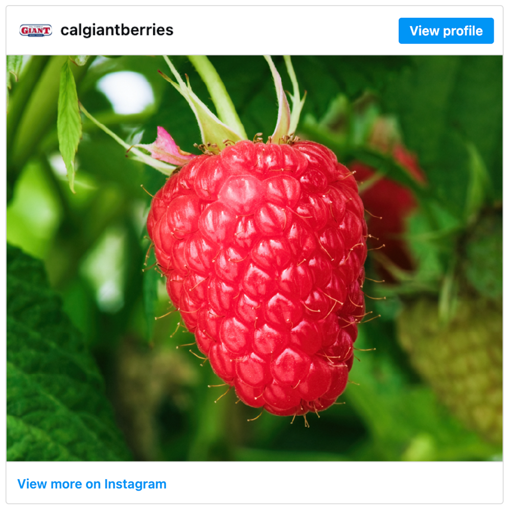Get social with California Giant Berry Farms | December 10, 2025 10:30 AM