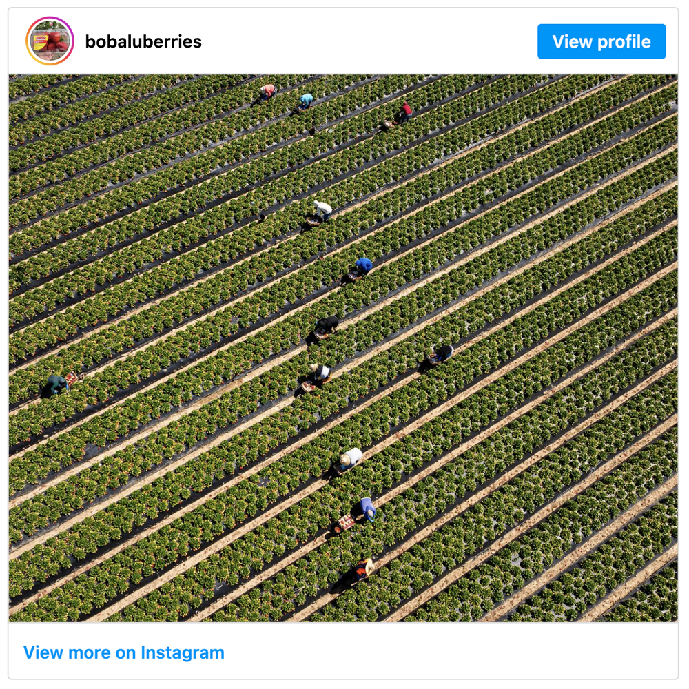Get social with Bobalu Berries | August 5, 2025 10:30 AM