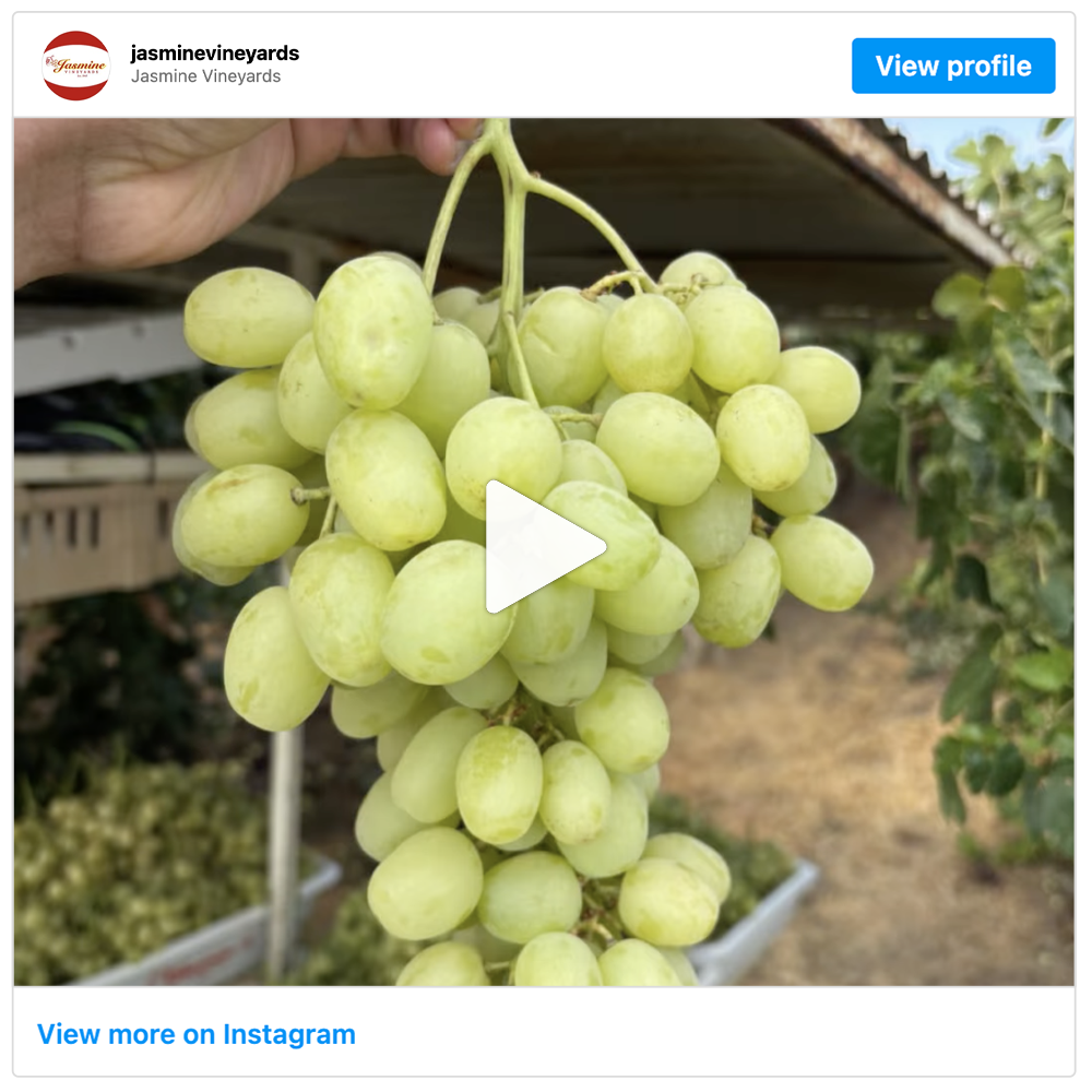 Get social with Jasmine Vineyards | September 17, 2025 5:00 AM