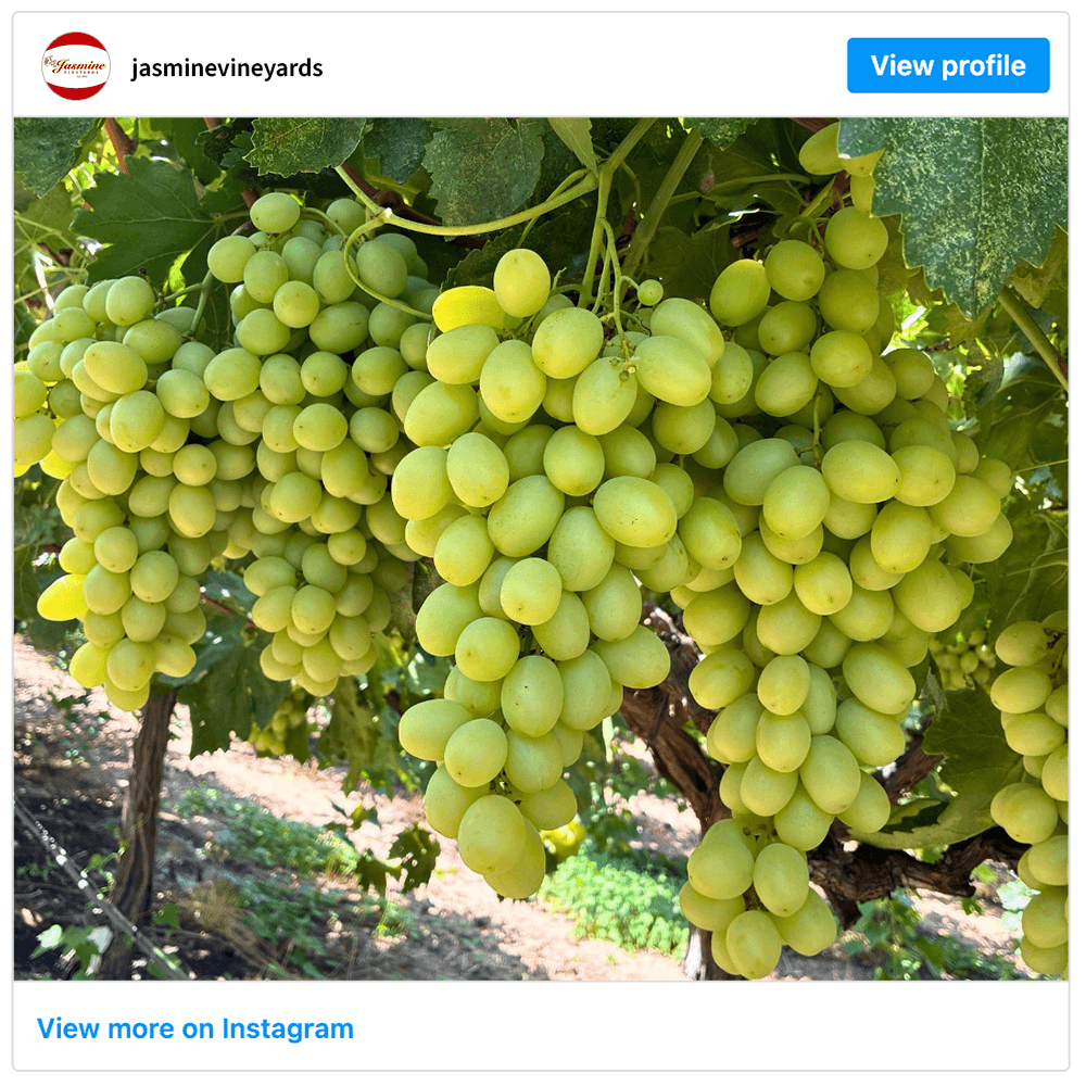 Get social with Jasmine Vineyards | August 19, 2026 5:00 AM