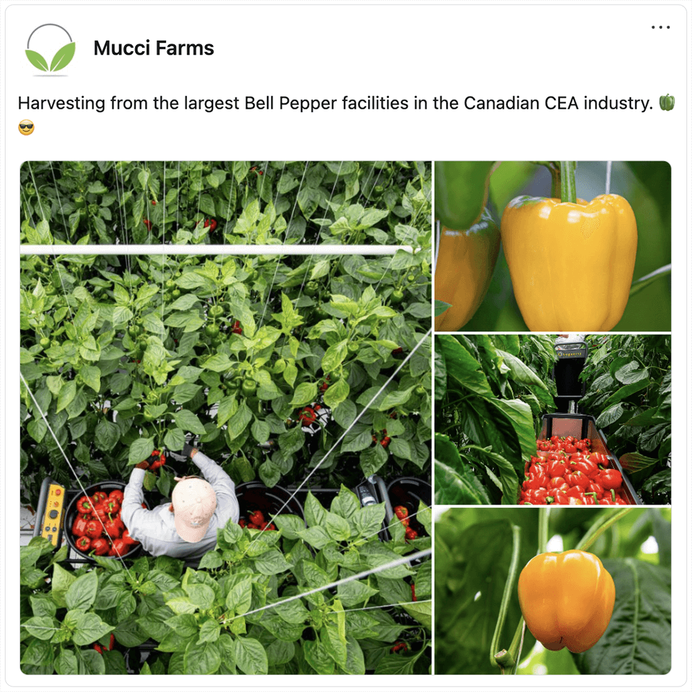 Get social with Mucci Farms | July 21, 2025 5:00 AM
