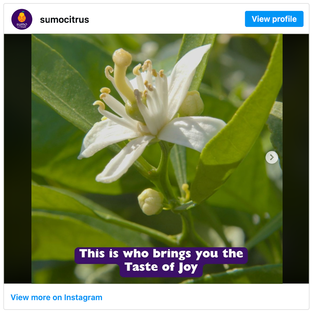 Get social with Sumo Citrus | March 23, 2026 11:30 AM