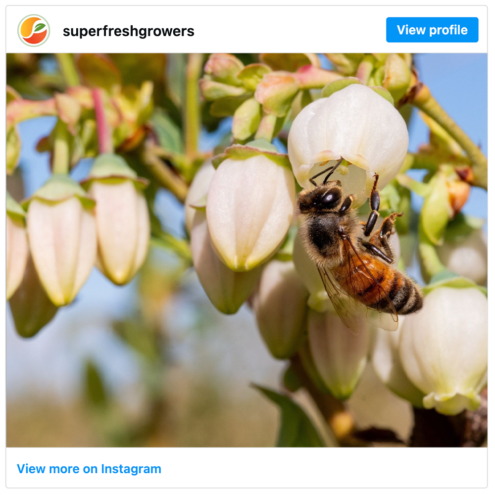 Get social with  Superfresh Growers® | May 28, 2026 5:00 AM