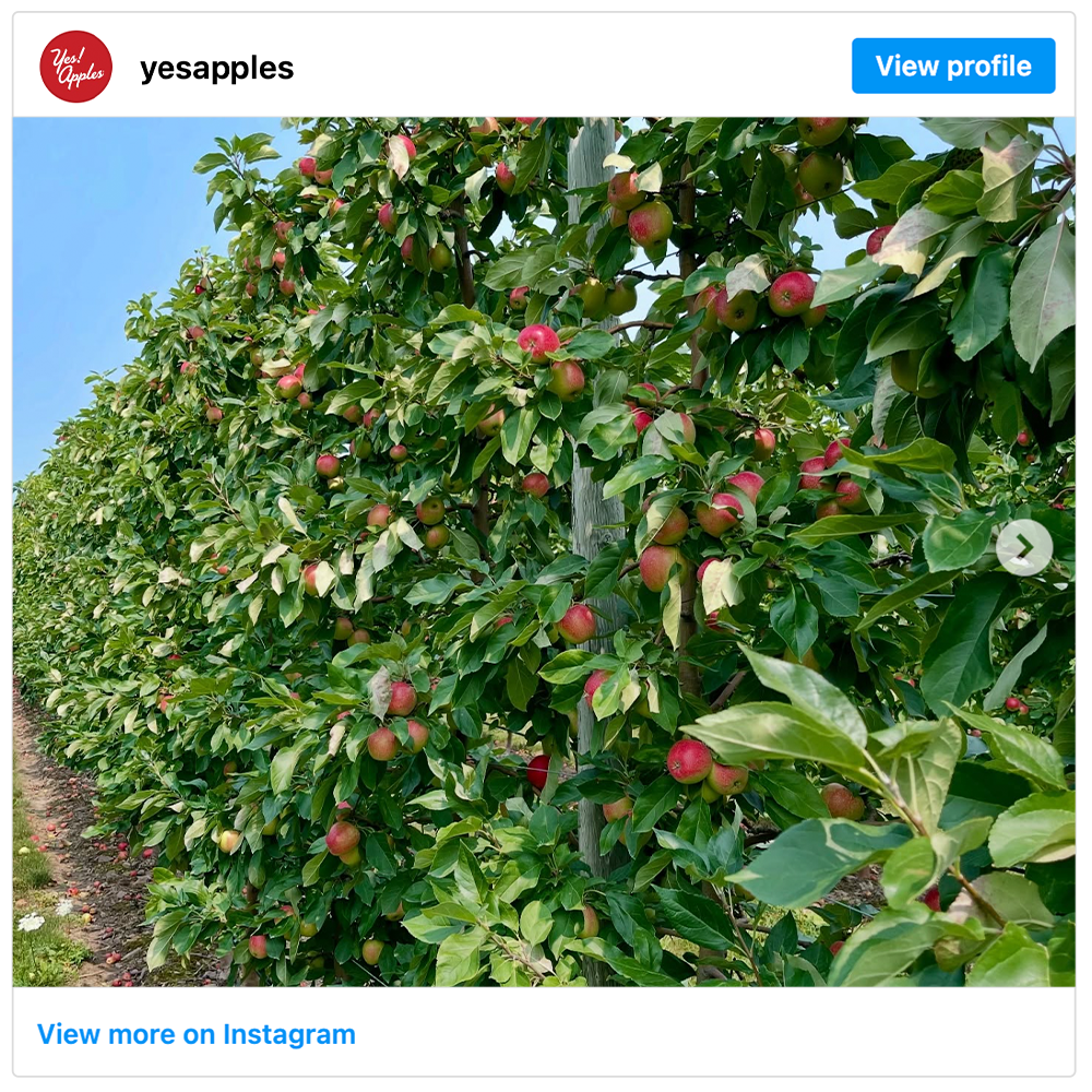 Get social with Yes! Apples | August 13, 2025 5:00 AM