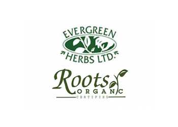 Evergreen Herbs Roots Organic