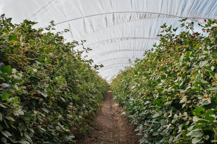 To account for the increase in demand for, Berry Fresh continues to expand Sweet Karoline® acreage and evaluate opportunities to expand production into the United States