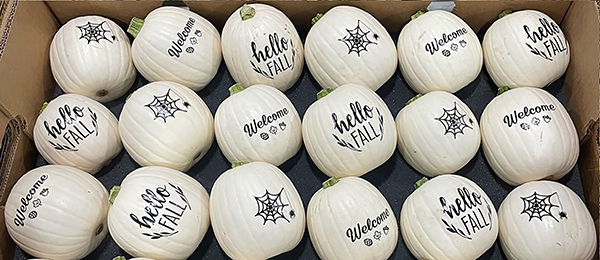 Bay Baby Produce reaffirms its position as the largest grower, packer, and shipper of Painted Pumpkins in the United States