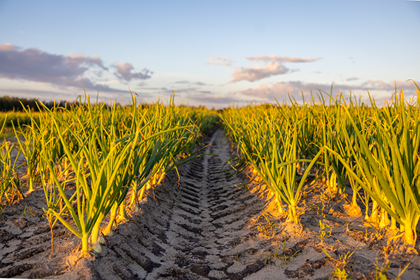 Building a year-round sweet onion program at retail is essential, and Bland Farms will also be showcasing its premium Sweet Onions from Mexico