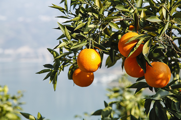 Summer Citrus from South Africa (SCSA) announces its 2026 season is underway, with the first arrivals expected at U.S. ports this month