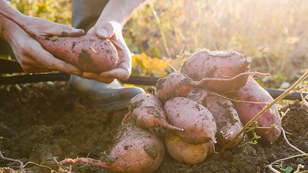 A.V. Thomas Produce, a leading grower and shipper of premium sweet potatoes, is proud to announce that our operations have achieved certification through the Equitable Food Initiative (EFI)