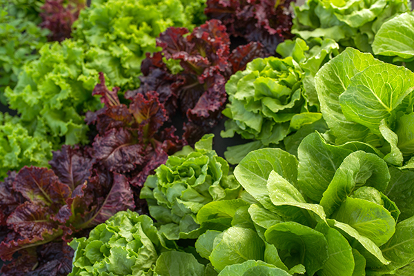 Green leaf lettuce coming out of Salinas-Watsonville, California, in cartons 24s is priced between 15.00 and 22.85, mostly 17.50 and 20.85, while red leaf lettuce sees a wide range in prices