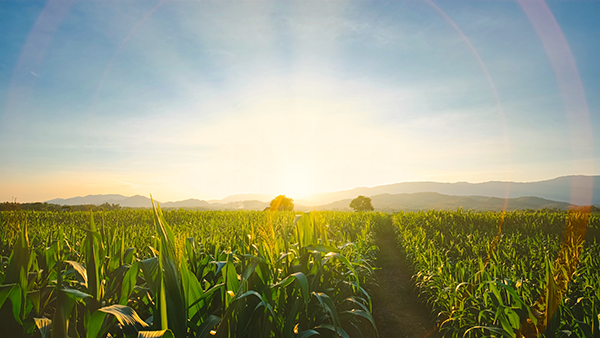 The California Agricultural Leadership Foundation (CALF) announces Dr. Joel Kimmelshue (Class 37) as its new board chair, succeeding Mike Young (Class 35) following the completion of Young’s term