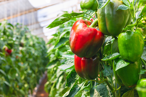 Greenhouse-grown colored peppers from Mexico are also maintaining steady market conditions, though quality remains somewhat mixed