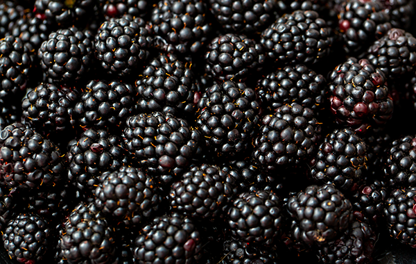 Steady blackberry volume is currently coming from Mexico and California, with transfers from Oregon helping to fill supply gaps