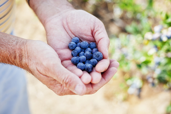 Recently adding blueberries to its Regenerative Organic Certified® programs, Homegrown Organic Farms continues to expand its portfolio, which already includes a well-established ROC® stonefruit program