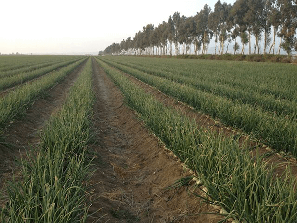 Peru’s ideal climate grants Bland Farms a level of control that ensures a reliable, clean, sweet onion year after year 