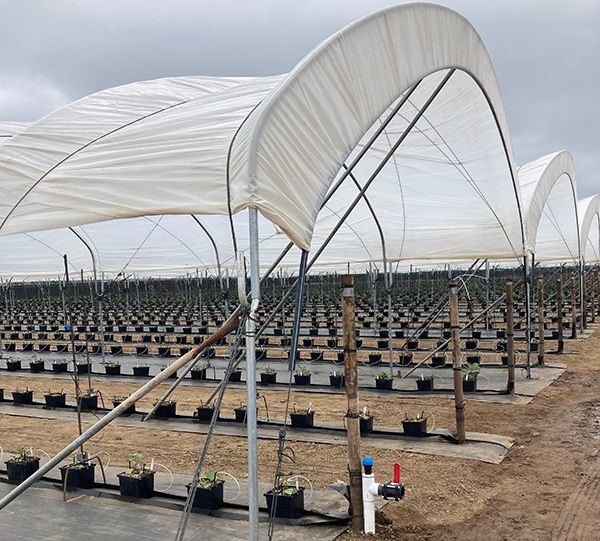 Wish Farms is proud to share that its proprietary breeding company, Berry Sweet Research (BSR), is advancing quickly toward commercialization of new varieties