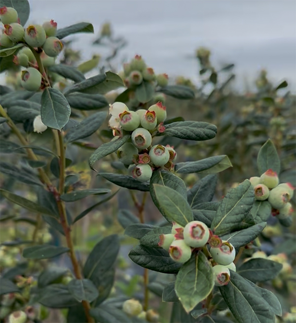 While volume is expected to trend up modestly over the next couple of weeks, more substantial volume increases are not anticipated until around May 1, when production in Georgia is projected to ramp up more significantly