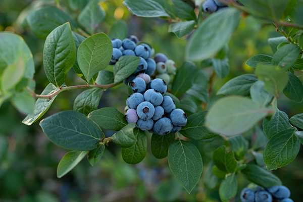As the summer berry season hits its stride, California Giant Berry Farms is preparing for its annual transition to the Pacific Northwest (PNW) blueberry growing region
