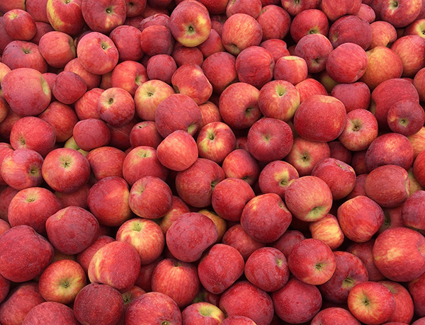 This year’s campaign, which encourages consumers to consider including more apples in their diet, is being promoted via social media , earned and paid media, and in-store wherever Pazazz is available