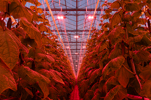 Del Fresco Pure® is placing two categories in the spotlight as the greenhouse grower brings its organic tomato and cucumber offerings to the 2026 Organic Produce Summit