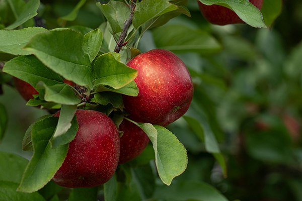 T&G Global’s premium ENVY™ apple brand has surpassed NZD $1 billion in global retail sales, becoming the first apple brand from Aotearoa New Zealand to reach this milestone