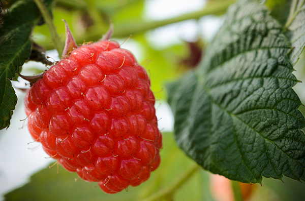 Naturipe Farms is bringing more options to the berry patch with the debut of its all-new SnackBites