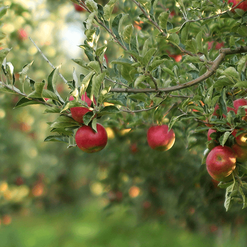 Apples are 80% water and are natures hydration sticks