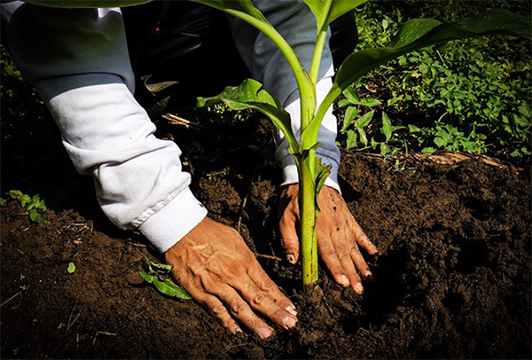The Framework recognizes the unique challenges and opportunities associated with banana and pineapple production and provides a practical roadmap for implementing regenerative practices