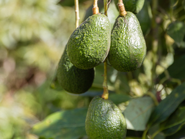 The company also continues to offer a robust, 52-week avocado portfolio, offering both certified organic and conventional avocados from all countries of origin